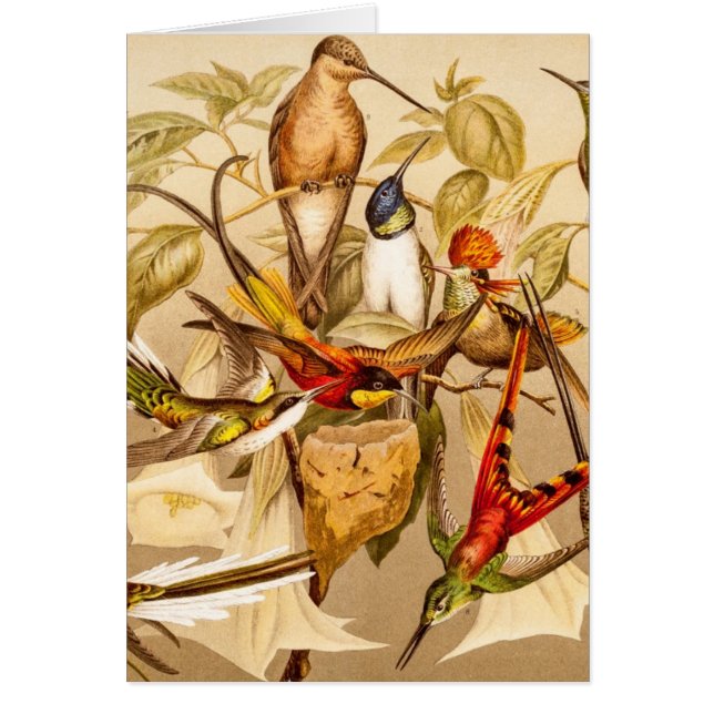 Fåglar för fåglar för Hummingbirds för Hälsningskort (Framsidan)