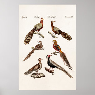 Fåglar för lek för vintage1700sPheasant - Poster