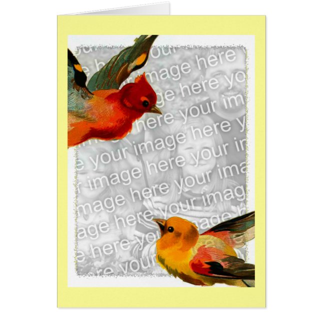 Fåglar, fotot här hälsningskort (Framsidan)