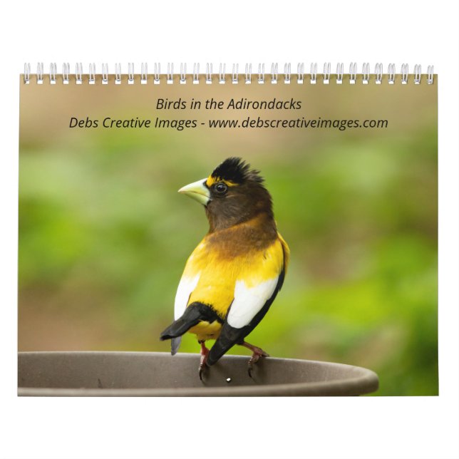 Fåglar i Adirondacks 2026 Kalender (Omslag)