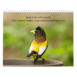 Fåglar i Adirondacks 2026 Kalender