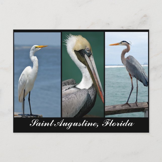 Fåglar i Florida Vykort (Framsida)