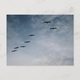 Fåglar i Flygformation Strandfotografering Vykort