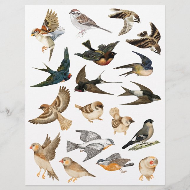 Fåglar i flygnings- och vilokosnötter (Framsida)