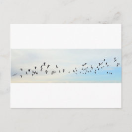 Fåglar i Flykt Vykort