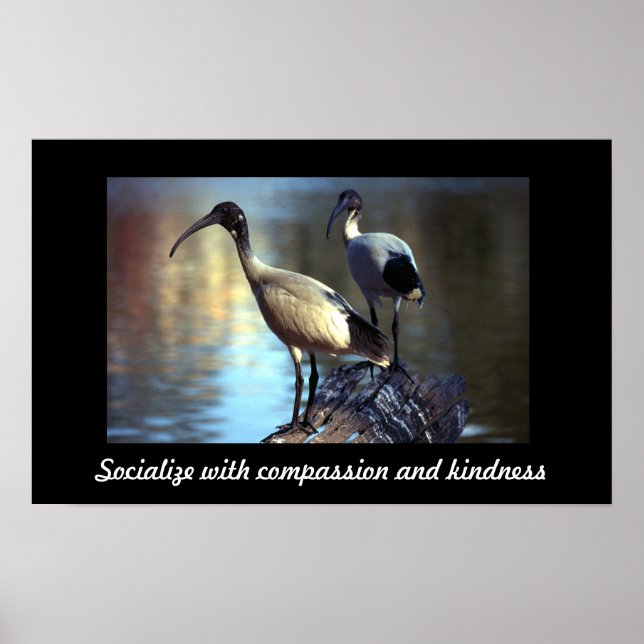 Fåglar i loggboken poster (Framsidan)