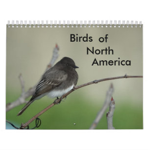 Fåglar i Nordamerika 2011 Kalender