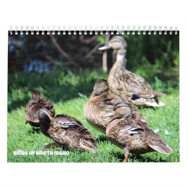 Fåglar i norra Idaho Kalender (Omslag)