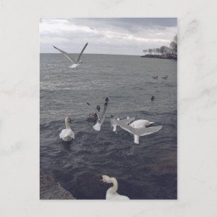 Fåglar i Sjö Ontario Vykort