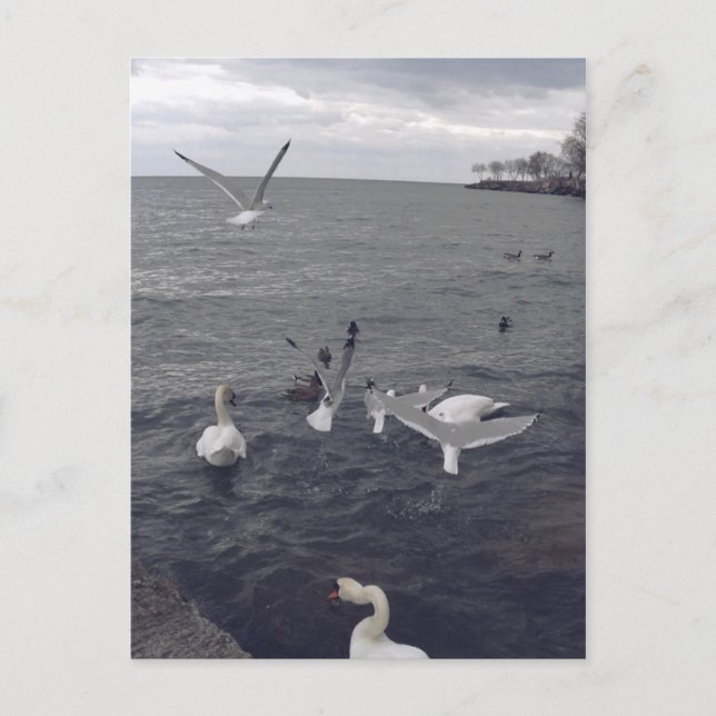 Fåglar i Sjö Ontario Vykort (Framsida)