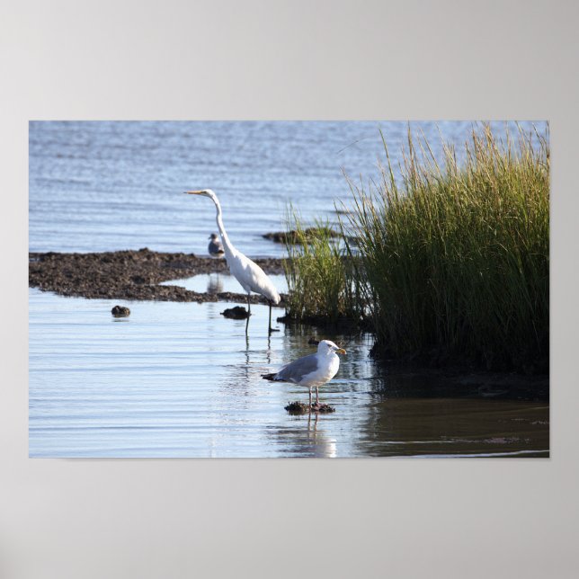 Fåglar i Vatten Poster (Framsidan)