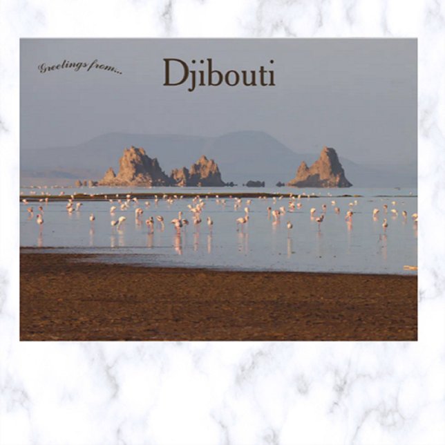 Fåglar i vykort i Djibouti (Skapare uppladdad)