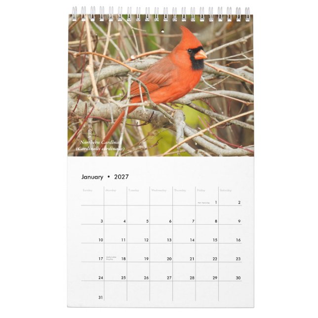 Fåglar i Westerna New York Calendar Kalender (Jan 2027)