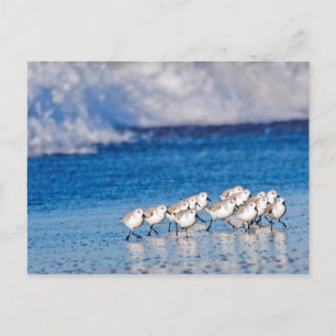 Fåglar längs Vågar vid stranden Vykort