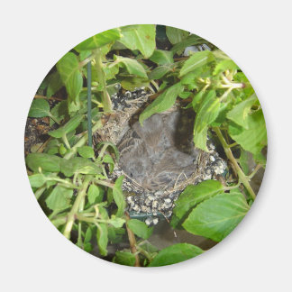 Fåglar Magnet