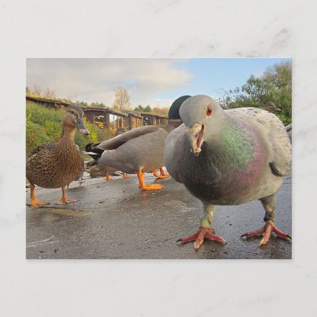 Fåglar Matande vykort (Framsida)