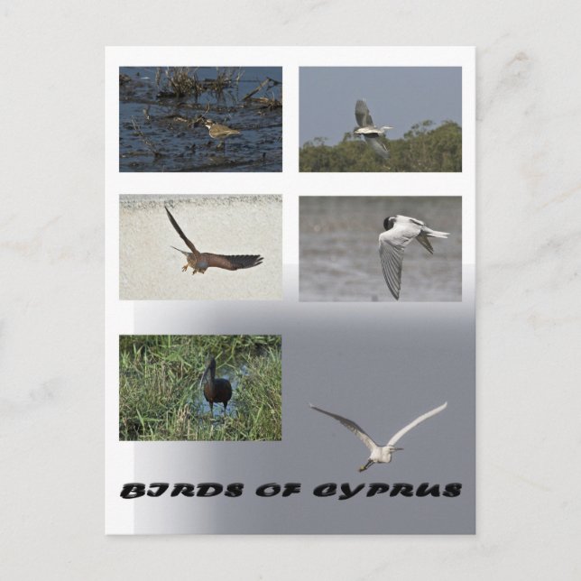Fåglar med cyprus-vykort vykort (Framsida)