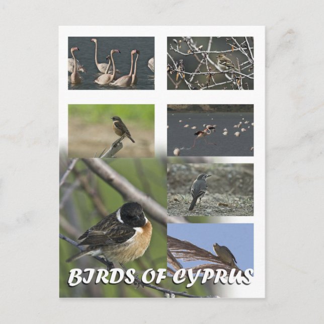 Fåglar med cyprus-vykort vykort (Framsida)