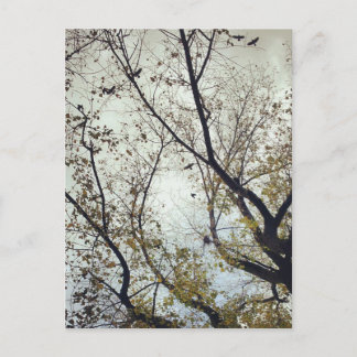 Fåglar mellan träd vykort