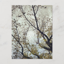 Fåglar mellan träd vykort