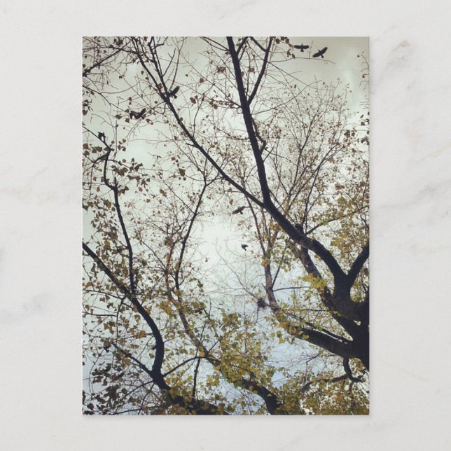 Fåglar mellan träd vykort (Framsida)