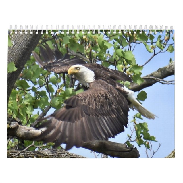 Fåglar och Ankor-kalender Kalender (Omslag)