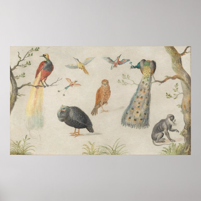 Fåglar och apa - Jan van Kessel Fine Art Poster (Framsidan)