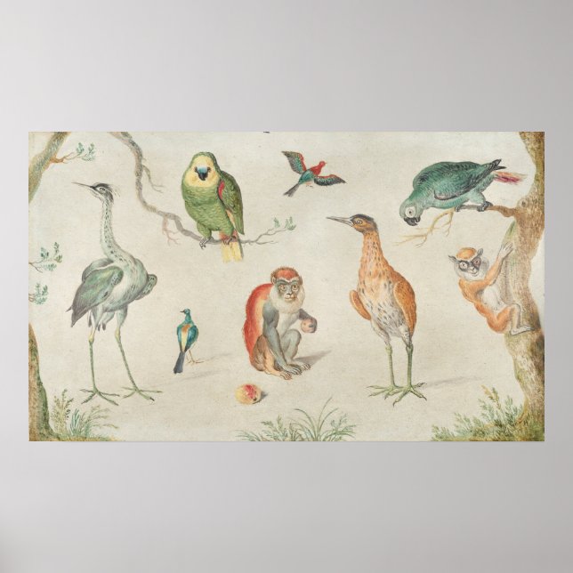 Fåglar och apor - Jan van Kessel Fine Art Poster (Framsidan)