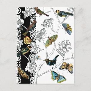 Fåglar och fjäril på svart-vit bakgrund vykort