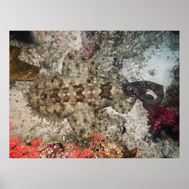 Fåglar Öga i Wobbegong Poster (Framsidan)