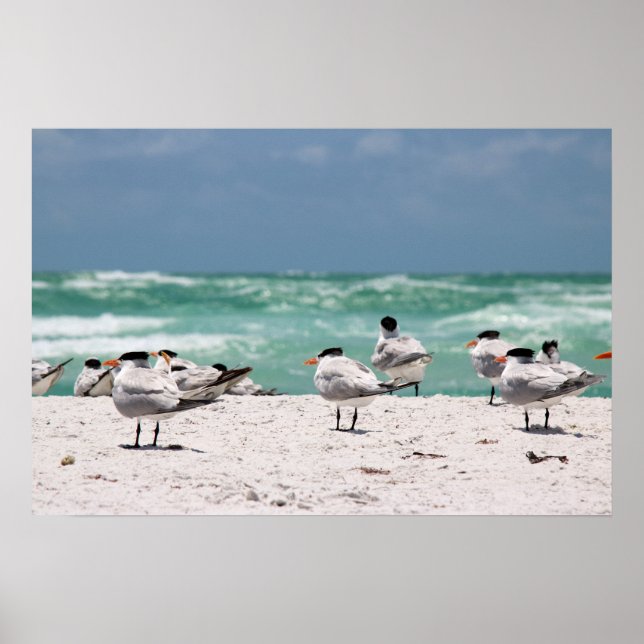 Fåglar på Beach Poster (Framsidan)