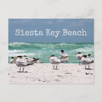 Fåglar på Beach Siesta Nyckel Beach Vykort
