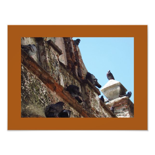 Fåglar på Chapel vid Gamla San Juan Fototryck (Framsidan)