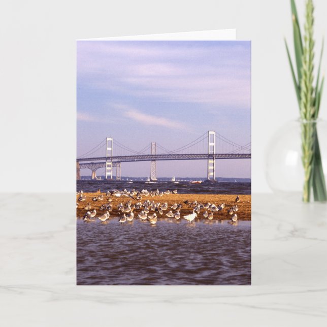 Fåglar på Chesapeakefjärden Kort (Framsida)
