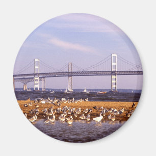 Fåglar på Chesapeakefjärden Magnet