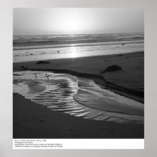 Fåglar på en Beach, Santa Barbara, 1966 Poster