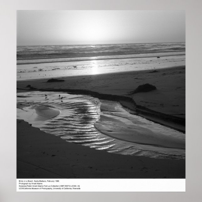 Fåglar på en Beach, Santa Barbara, 1966 Poster (Framsidan)