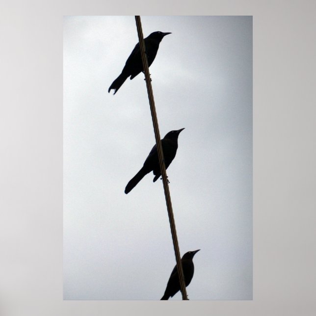 Fåglar på en tråd i rad poster fotografi (Framsidan)