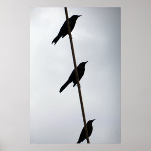 Fåglar på fåglar för en binda i en roaffisch poster