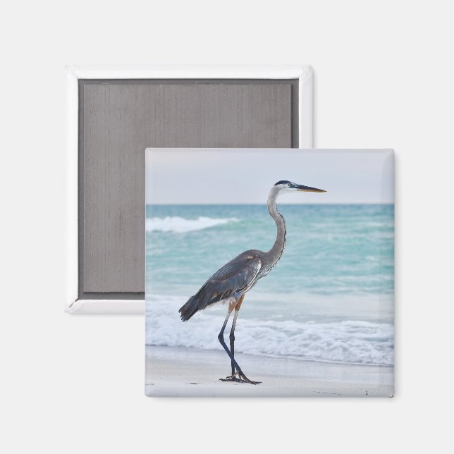 Fåglar på Floridas stränder Magnet (Front/Back)