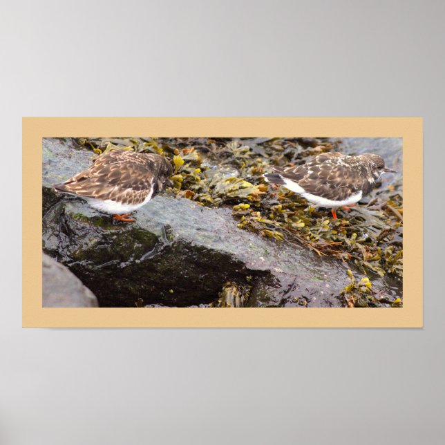 Fåglar på Klippor Fotoaffisch Poster (Framsidan)