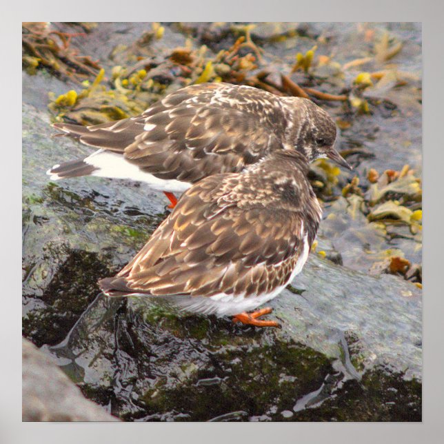 Fåglar på Klippor Fotoaffisch Poster (Framsidan)