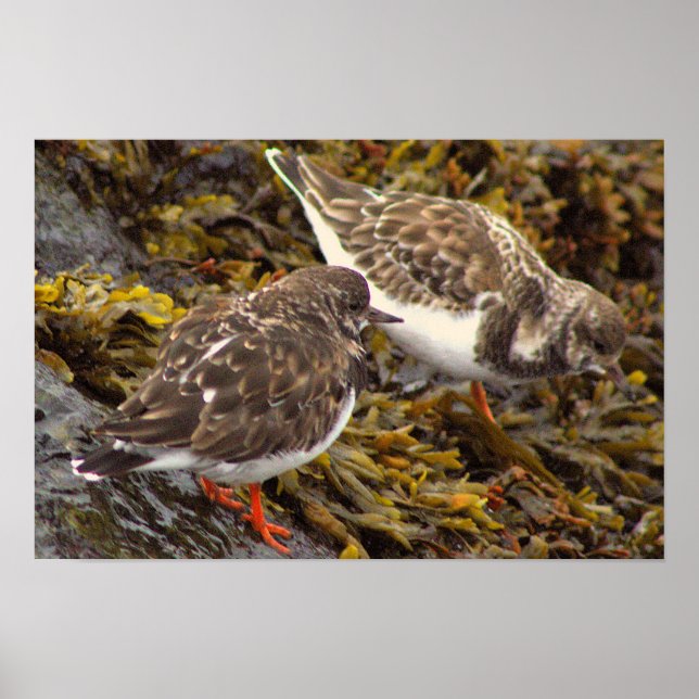 Fåglar på klippor Fotoaffisch Poster (Framsidan)
