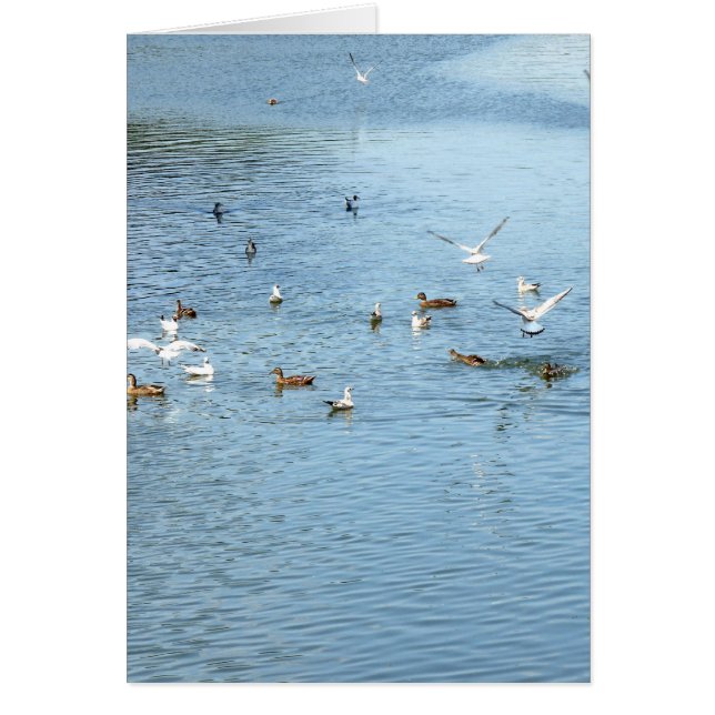 Fåglar på sommarfloden hälsningskort (Framsidan)