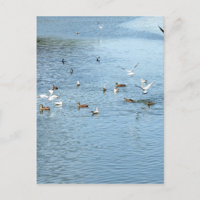 Fåglar på sommarfloden vykort (Framsida)