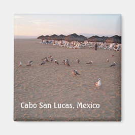 Fåglar på stranden i Cabo Magnet
