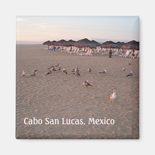 Fåglar på stranden i Cabo Magnet (Framsidan)