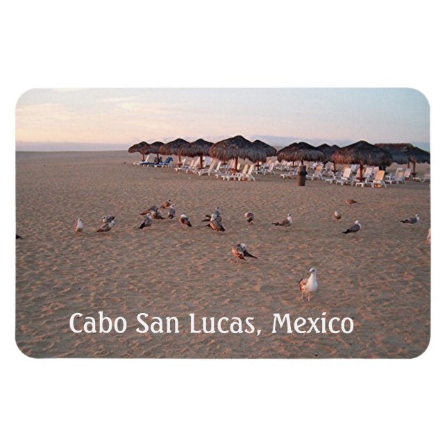 Fåglar på stranden i Cabo Magnet (Horisontell)