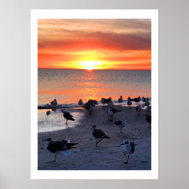 Fåglar på stranden poster (Framsidan)