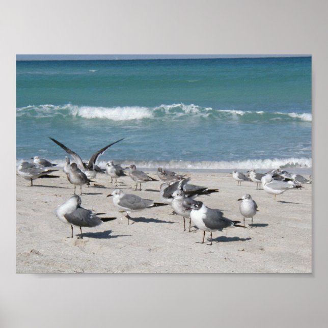 Fåglar på stranden poster (Framsidan)